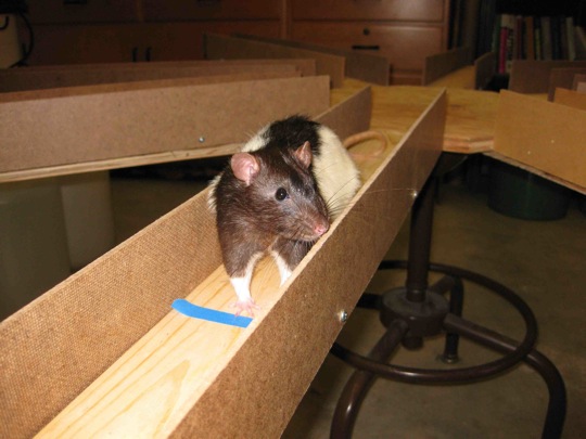rat maze screensaver rat maze screensaver