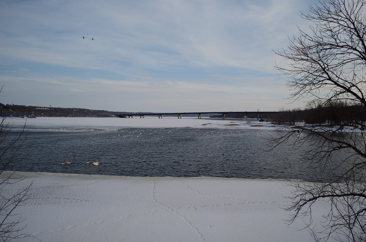 Bridge and Birds