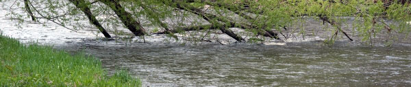 Trees and River (Banner)