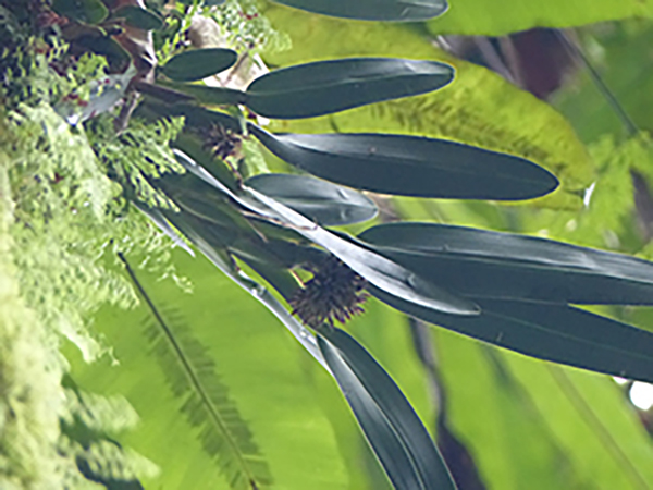 a close up photo of a green orchid plant