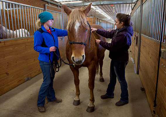 Equine students tend to a horse on the campus farm