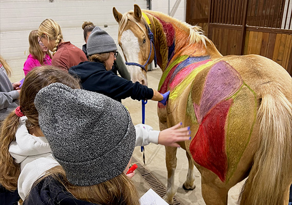 Equine students study different muscles of a horse
