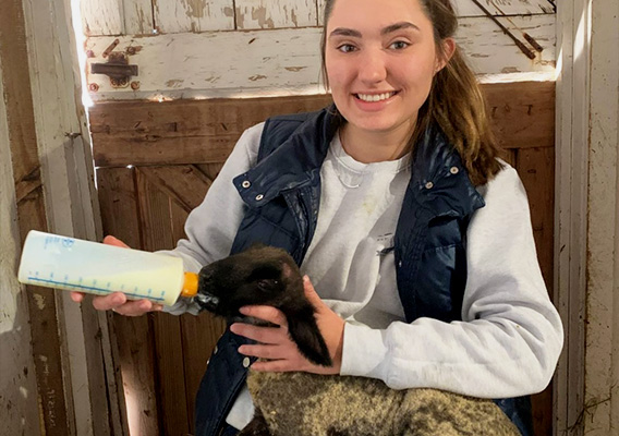 Veterinary Technology student feeds milk to a baby goat
