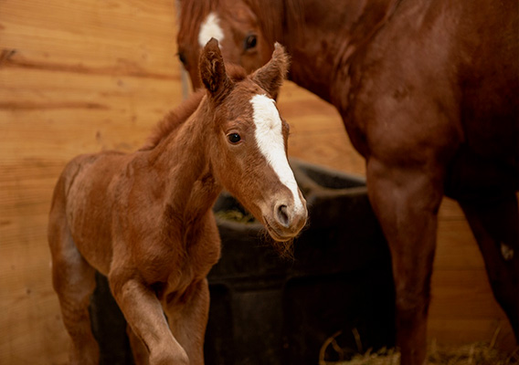 A mother horse tends to their baby at the campus farm