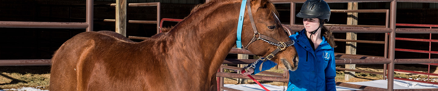 Veterinary Technology student leads a horse to a pen outside