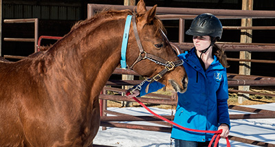 Veterinary Technology student leads a horse to a pen outside