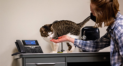 Animal Science student with their hand out, ready to pet a cat