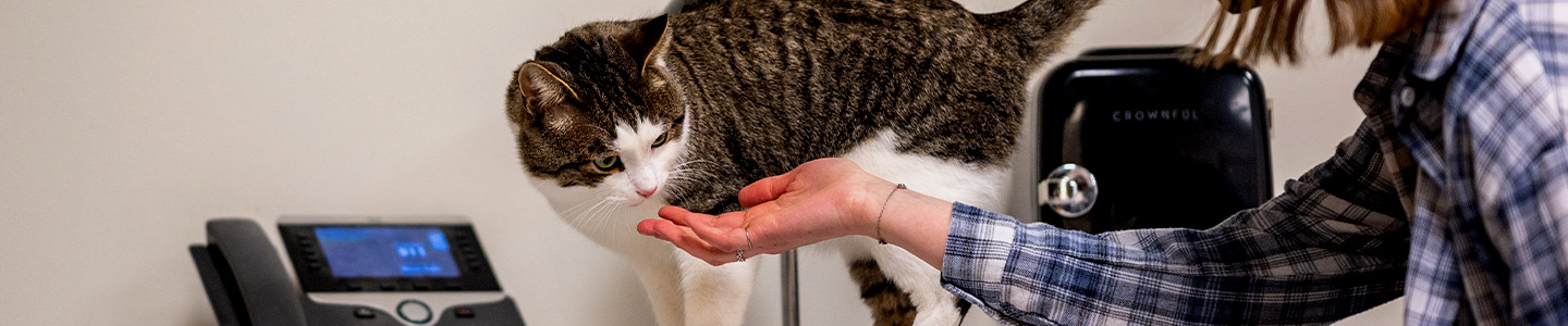 Animal Science student with their hand out, ready to pet a cat