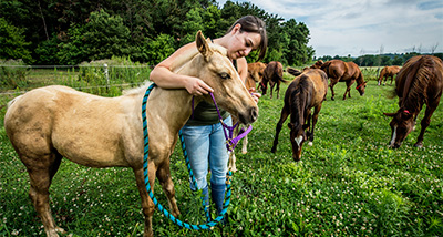 Animal Science student putting a halter on a young horse at the campus farm