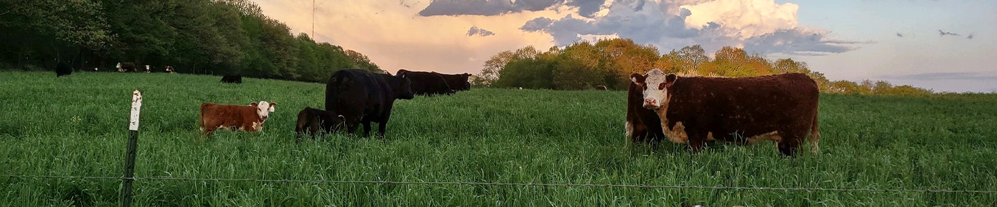 Cows standing in a grassy field