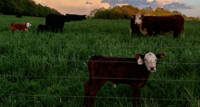 Cows standing in a grassy field