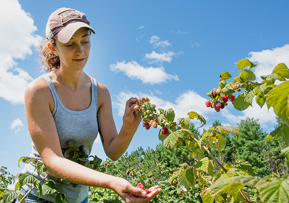 Agricultural Studies student picks berries in the campus garden