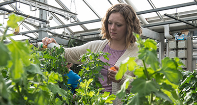 Student tends to plants in the campus greenhouse