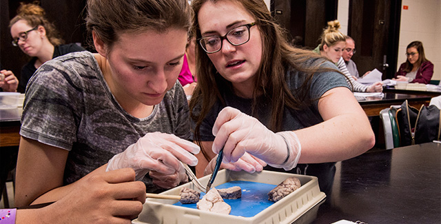 Two students dissect an animal brain during lab class