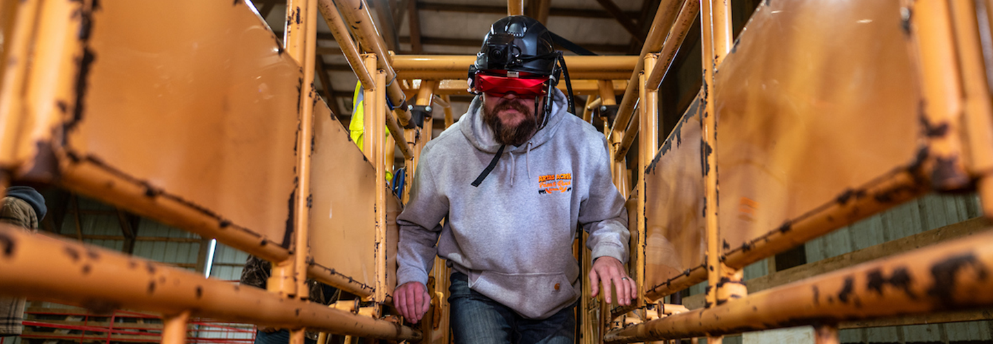 man walks through a cattle Shute wearing cattle vision goggles, learning about animal perspective