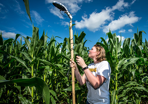 A Crop and Soil student measures the height of a corn stalk