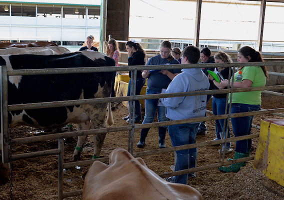 A Dairy Science class gathers around a cow at Mann Valley Farm