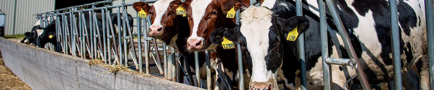 Three cows at Mann Valley Farm