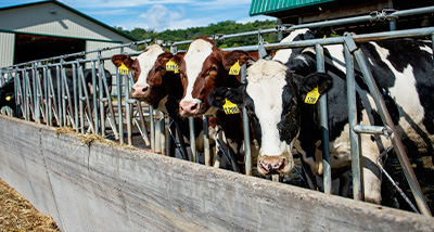 Three cows at Mann Valley Farm