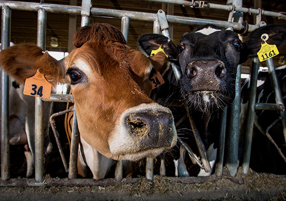 Two Cows at Mann Valley Farm