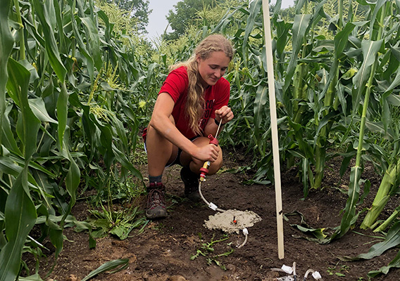 Environmental Science student uses a lysimeter in a corn field