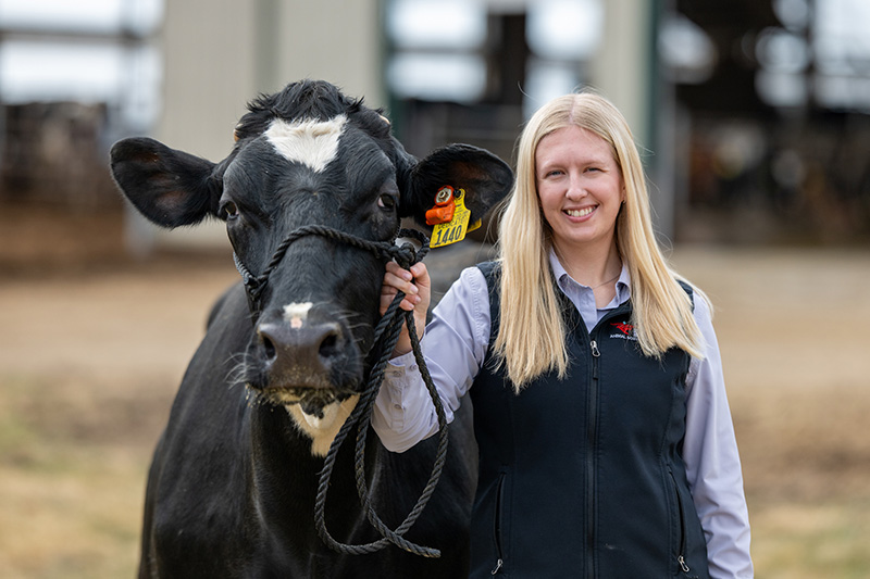 UW-River Falls senior and Alice in Dairyland finalist Gabby Huitema stands with Goober, a five-year-old Holstein cow, at the university's Mann Valley Farm.
