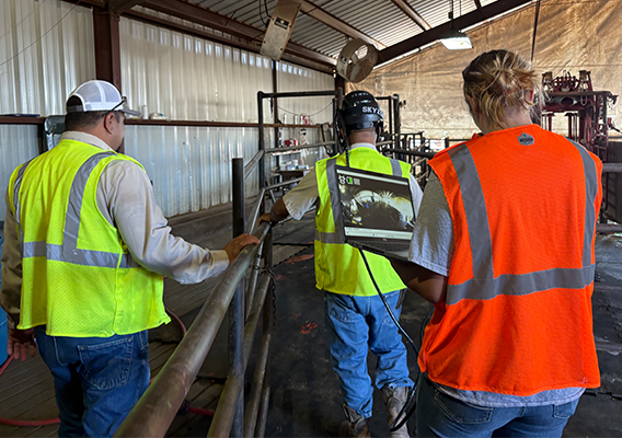 three plant workers utilize cow vision technology to walk through livestock pen