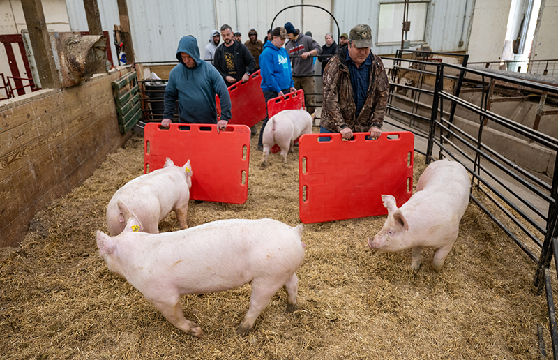 a group works with pigs in a barn