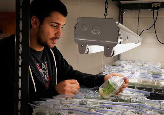 Horticulture student reviews samples in a lab