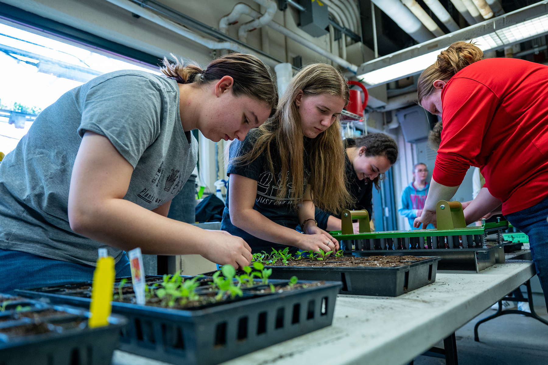 College students work in the greenhouse.