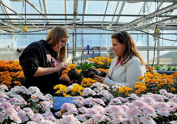 Two students examine a potted plant in the campus greenhouse