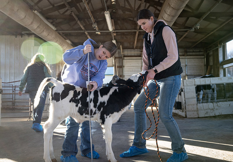 two students measure a calf's height