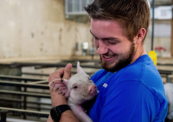 Pre-Veterinary student holds a piglet at Mann Valley Farm