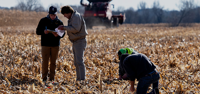 Two students and a professor stand in a corn field researching crops