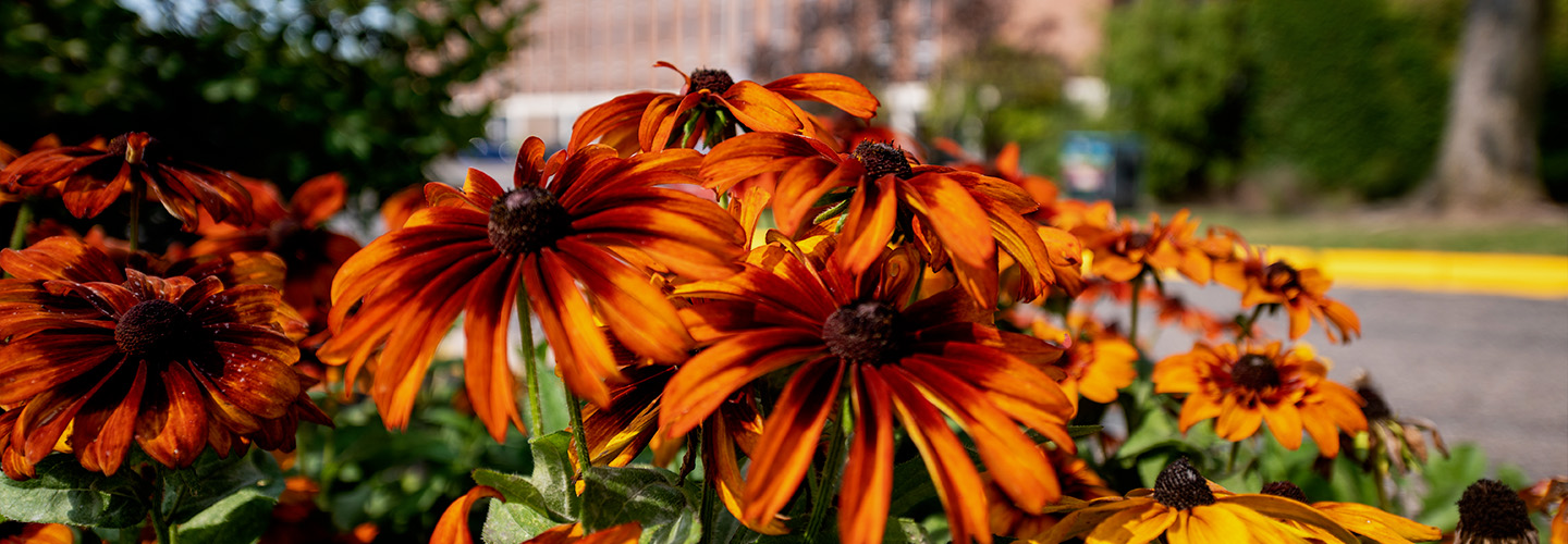 A patch of orange coneflowers bloom brightly in front of the Ag Science building