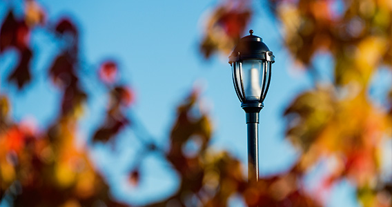 A light post shown between leaves of a tree during the fall. 