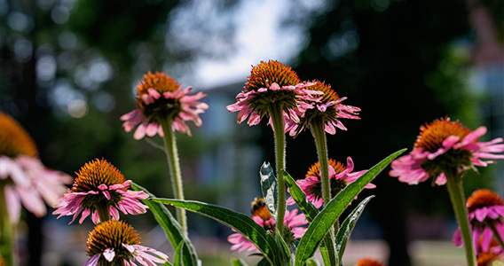 A group of pink coneflowers bloom on campus