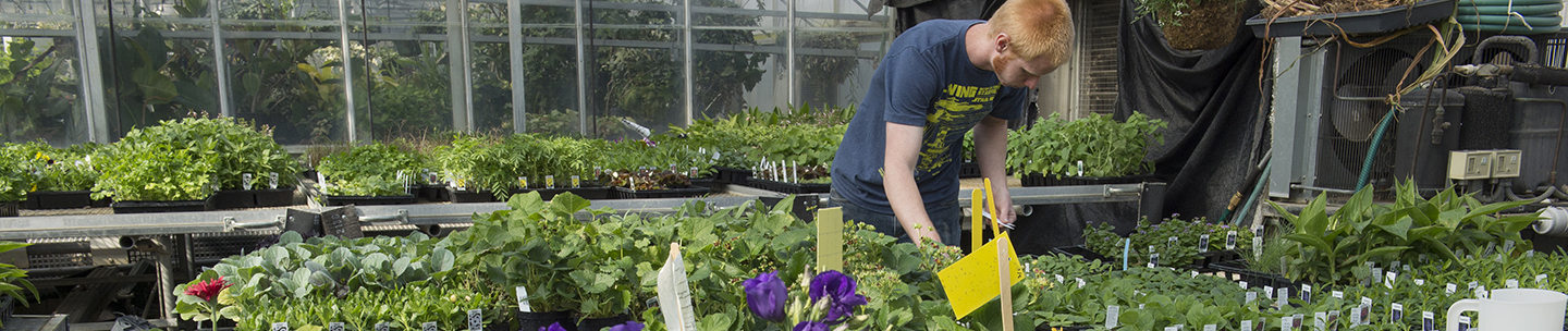 CAFES student works at the Annual Plant Sale