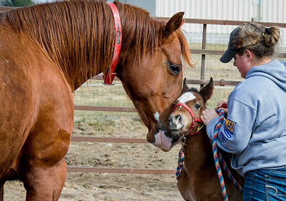 Animal Science student tends to a foal on the campus farm