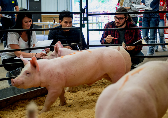 Three Animal Science students study pigs in a pen at the campus farm