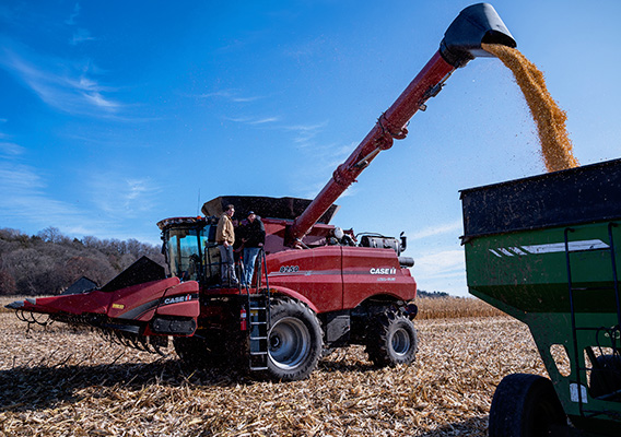 A combine processes corn at Mann Valley Farm