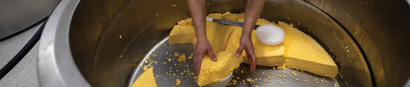 hands in a vat of cheese curds, packing them into a container