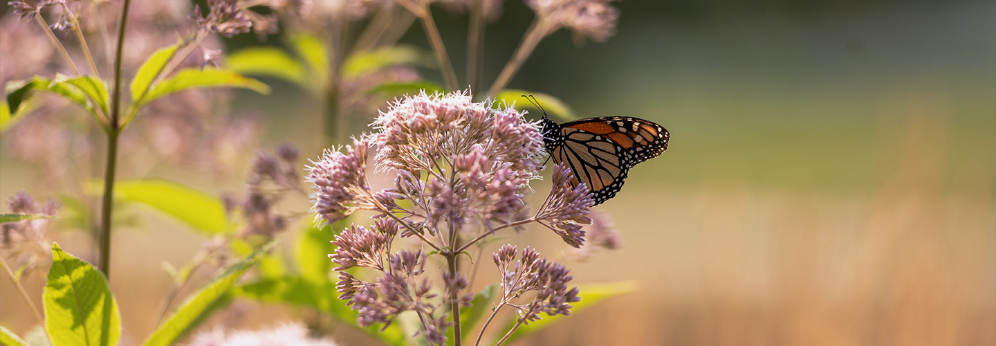 A monarch butterfly sits on top of a flower in a campus flowerbed. 